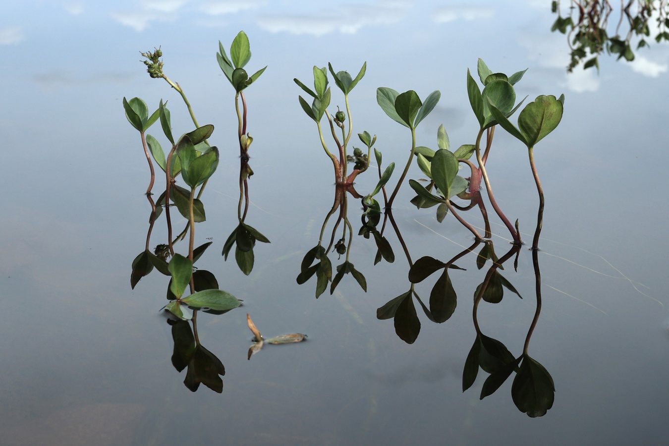 Image of Menyanthes trifoliata specimen.