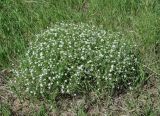 Stellaria dichotoma