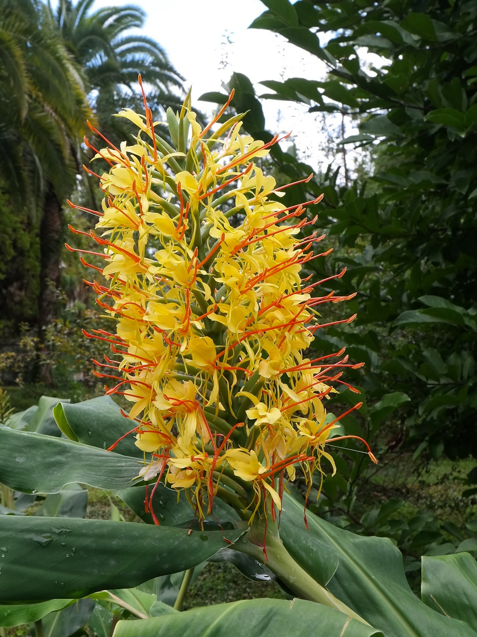 Image of Hedychium gardnerianum specimen.