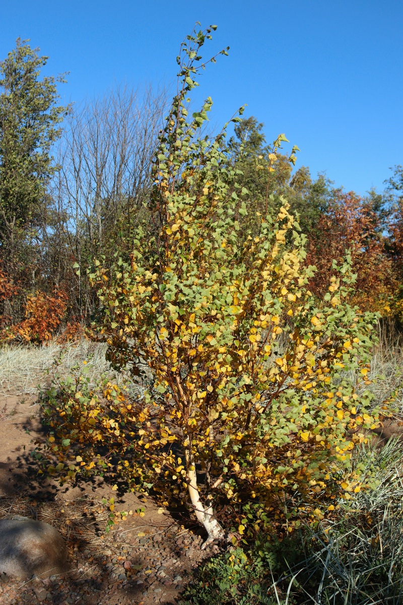 Изображение особи Betula pendula.