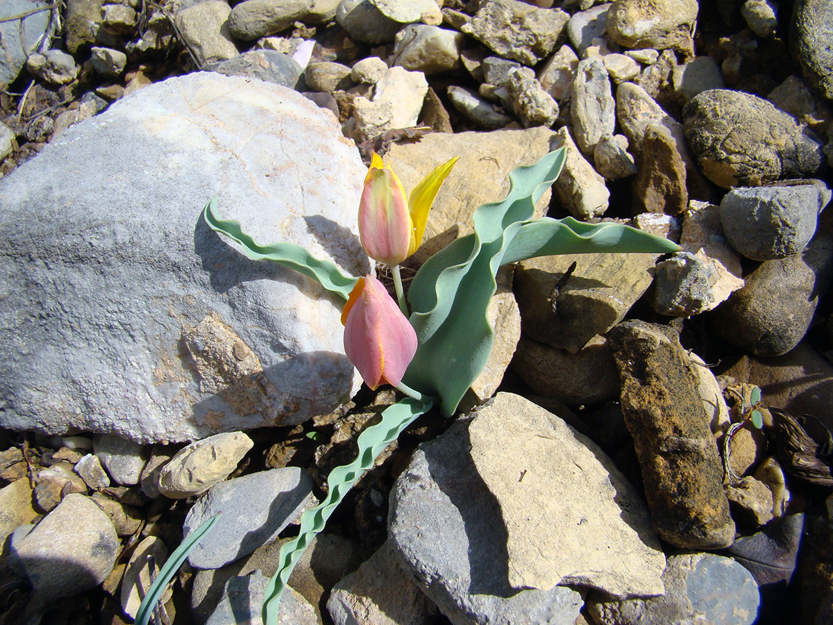 Изображение особи Tulipa pseudoferganica.