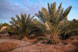 Phoenix dactylifera