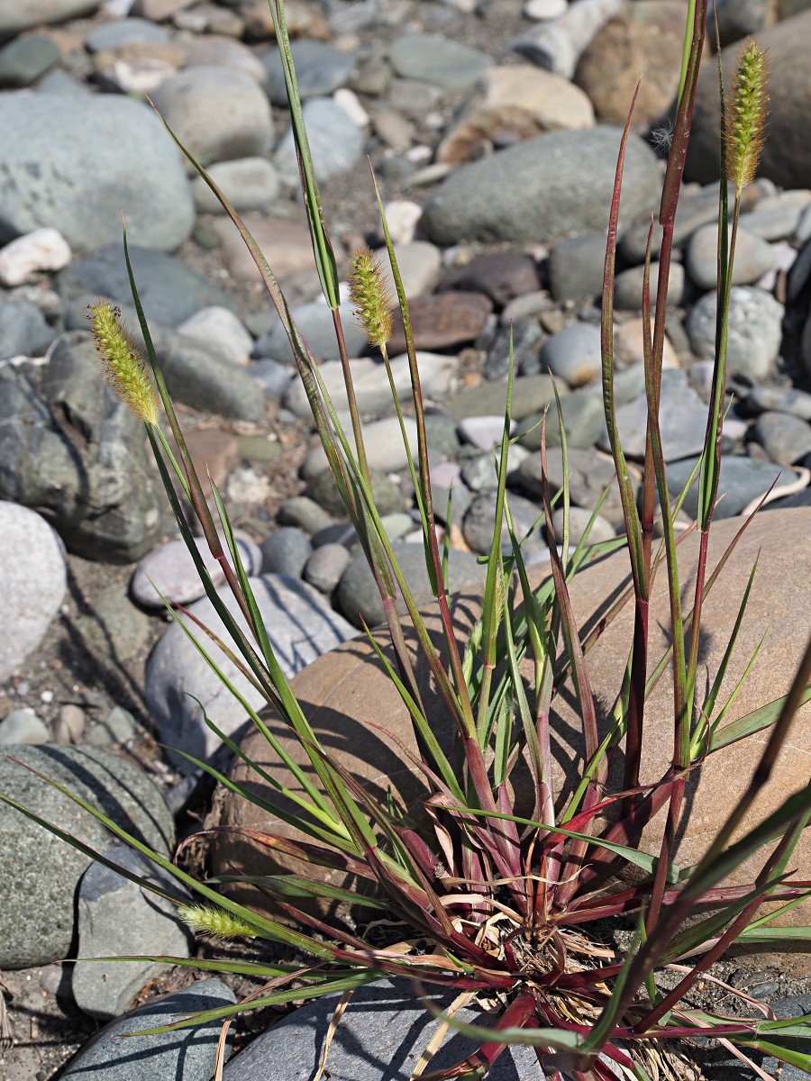 Image of Setaria pumila specimen.