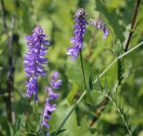 Vicia tenuifolia