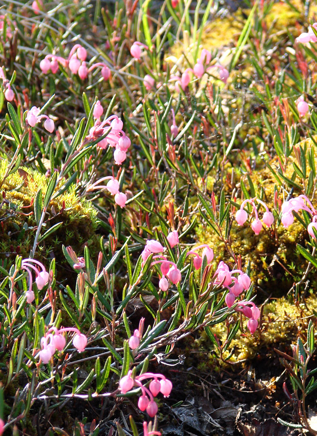 Image of Andromeda polifolia specimen.