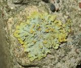 genus Xanthoria