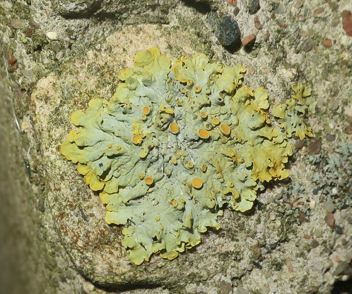 Image of genus Xanthoria specimen.