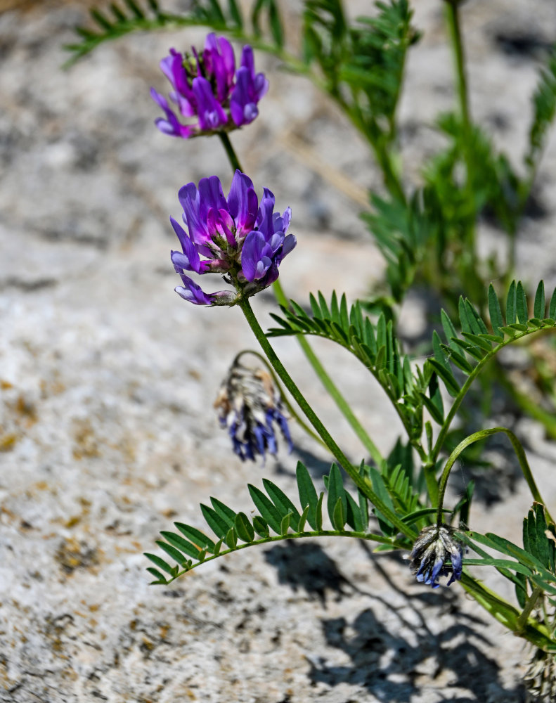 Изображение особи Astragalus onobrychis.