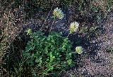 Trifolium trichocephalum