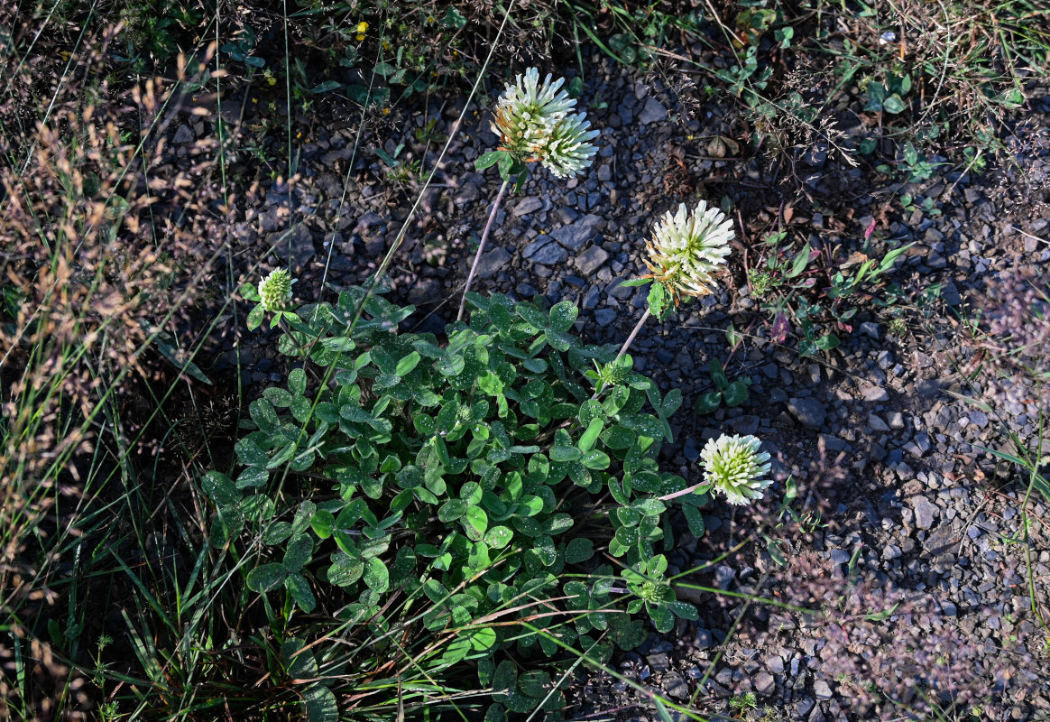 Image of Trifolium trichocephalum specimen.