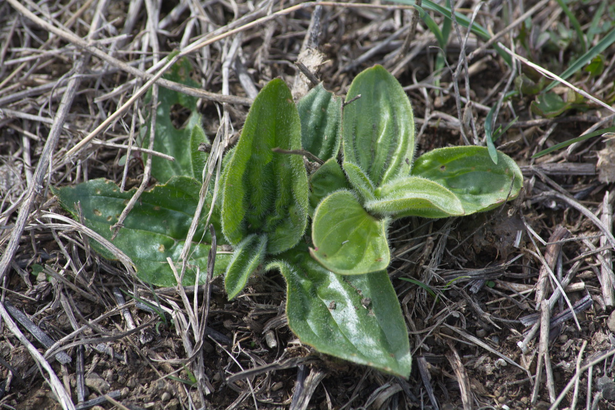 Изображение особи Plantago media.