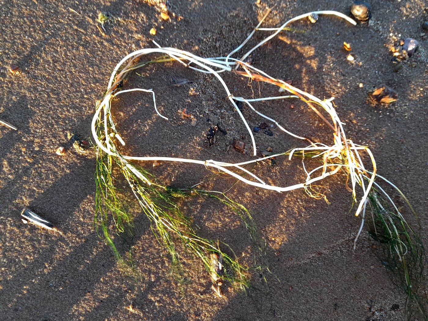 Image of Potamogeton pectinatus specimen.