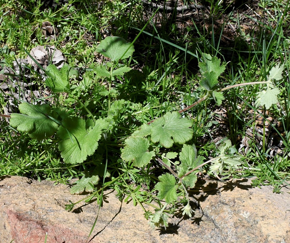 Изображение особи Orthurus heterocarpus.