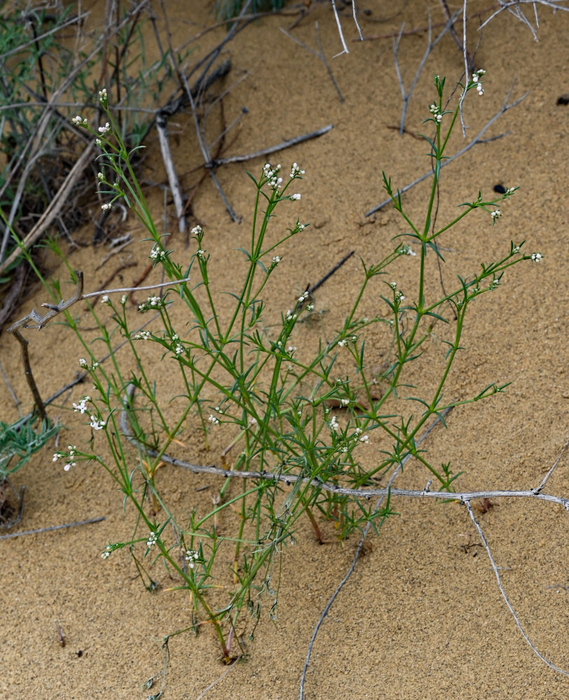 Изображение особи Asperula diminuta.