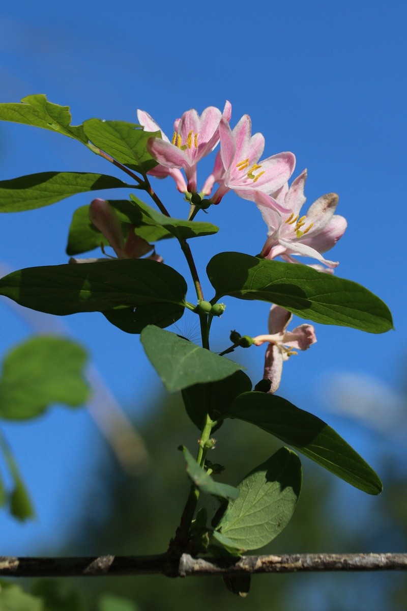 Image of Lonicera tatarica specimen.