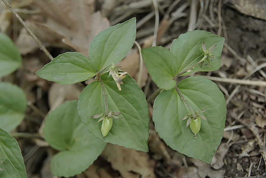 Image of Viola xanthopetala specimen.