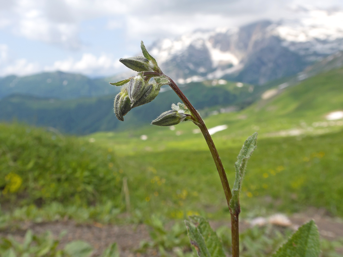 Image of Campanula albovii specimen.