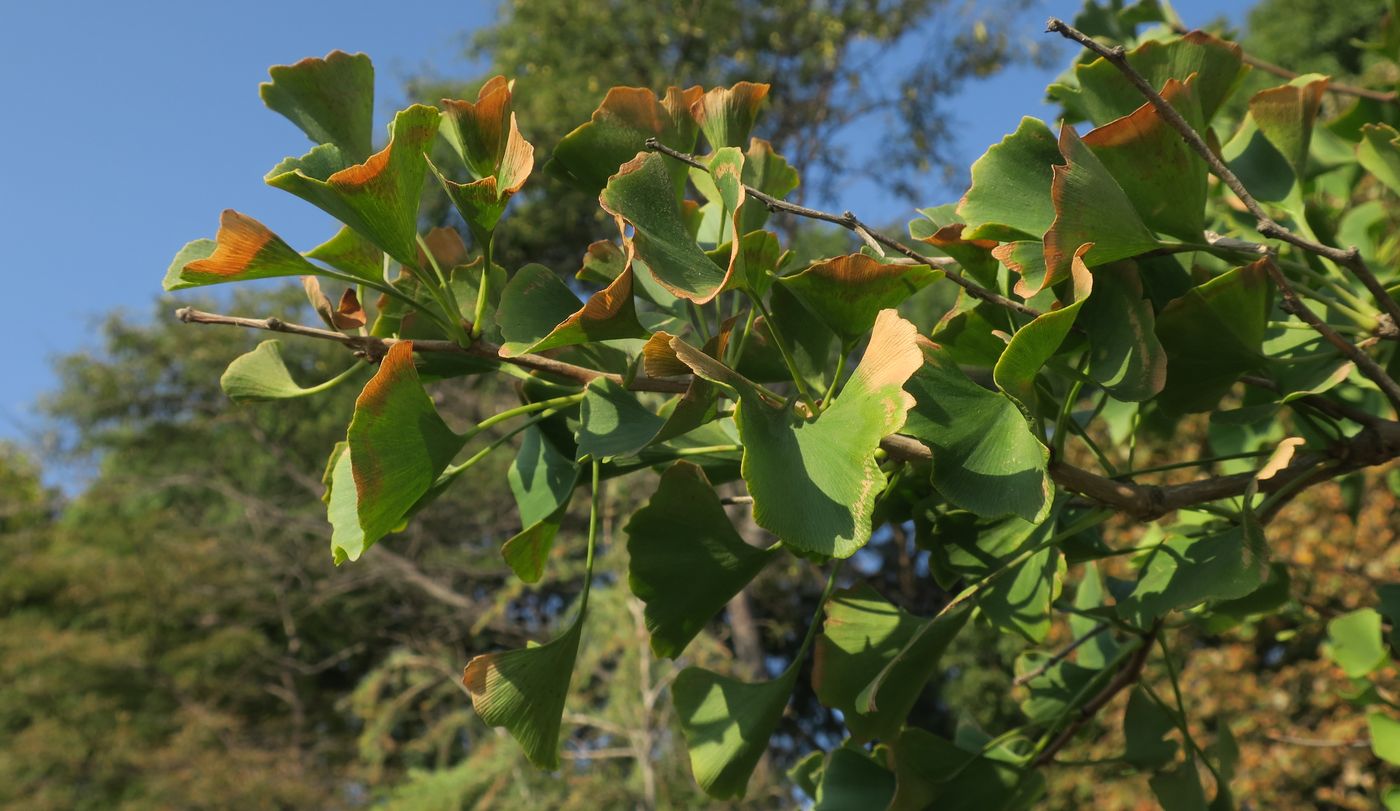 Image of Ginkgo biloba specimen.