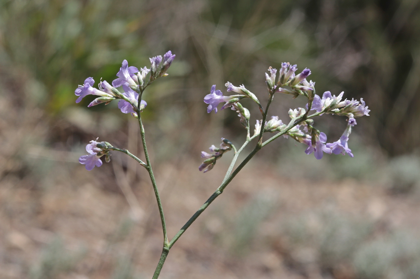 Изображение особи Limonium sareptanum.