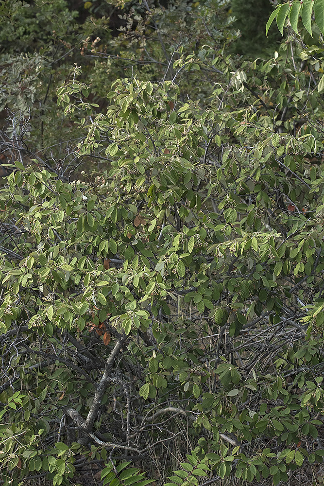 Изображение особи род Cotoneaster.