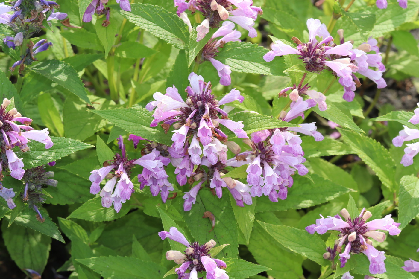 Image of Nepeta subsessilis specimen.
