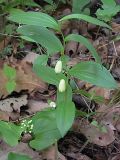 Polygonatum humile