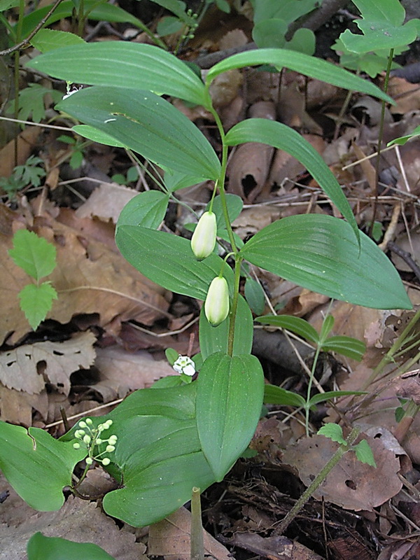 Изображение особи Polygonatum humile.