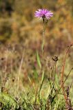 Centaurea jacea. Цветущее растение. Ленинградская обл., Гатчинский р-н, окр. пос. Пудость, у дороги. 23.09.2023.