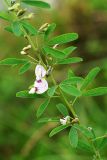 Lespedeza juncea