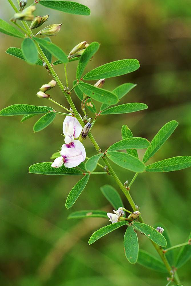 Image of Lespedeza juncea specimen.