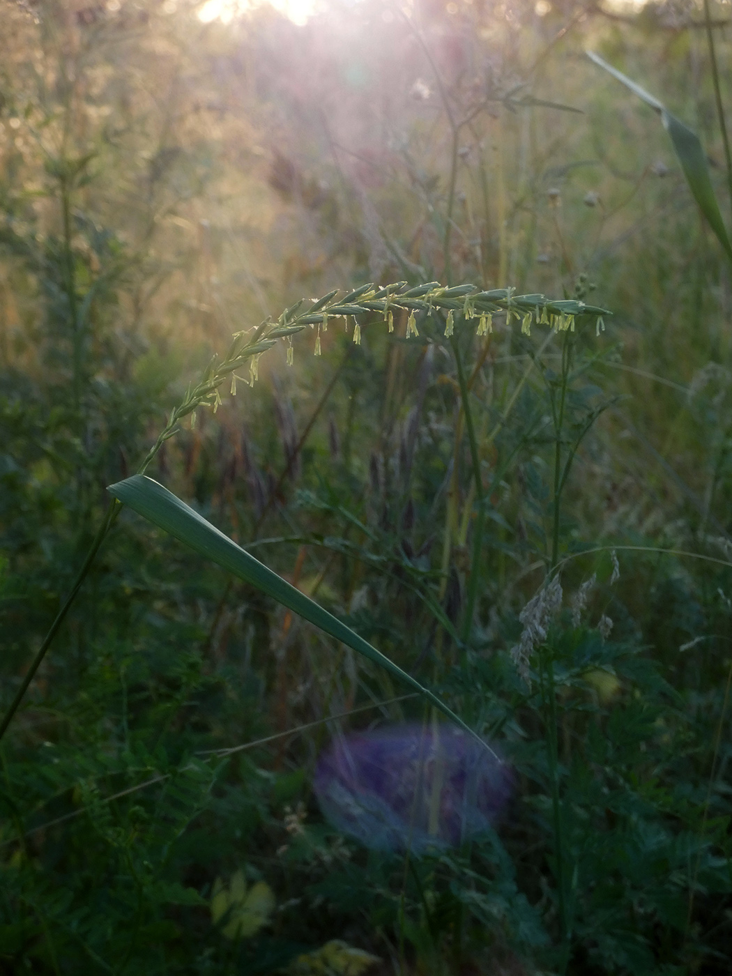 Изображение особи Elytrigia repens.