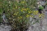 Senecio vernalis