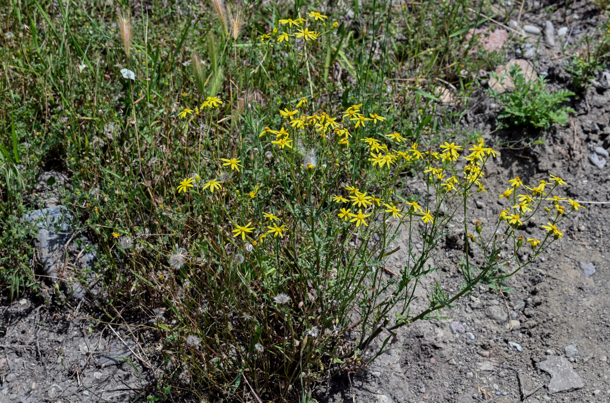 Изображение особи Senecio vernalis.