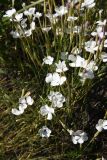 Dianthus