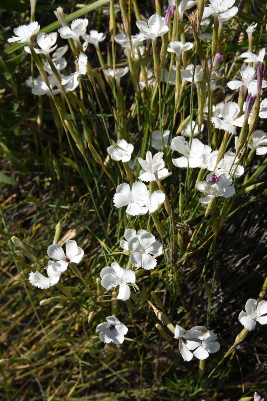 Изображение особи род Dianthus.