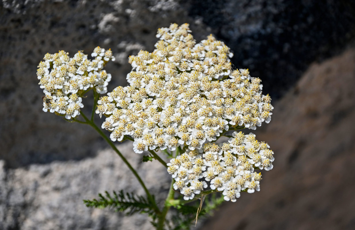 Image of Achillea millefolium specimen.