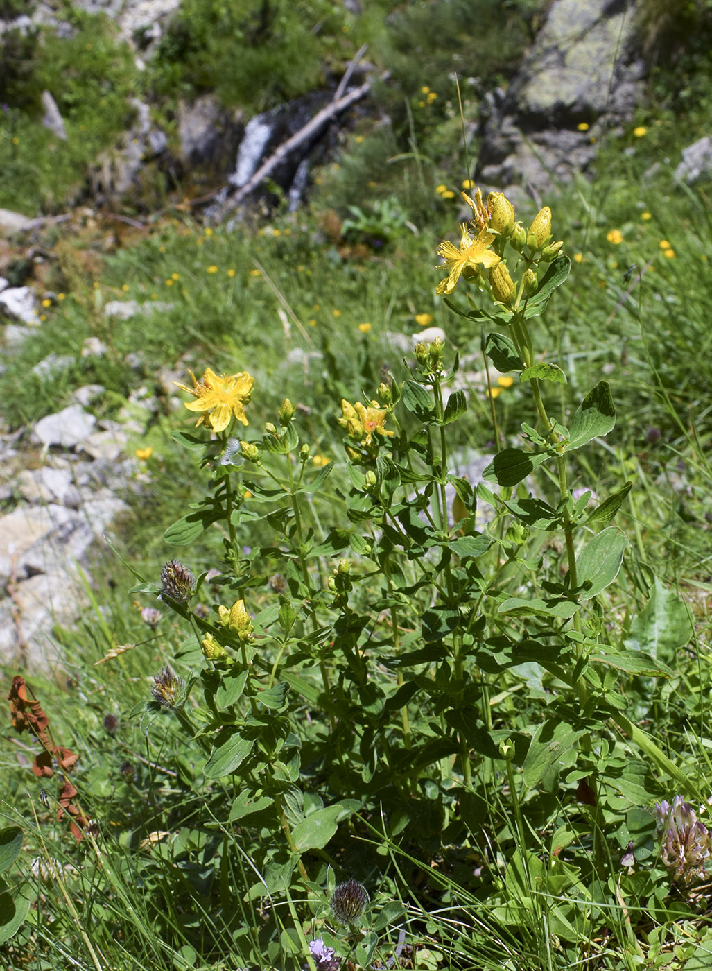 Image of Hypericum maculatum specimen.