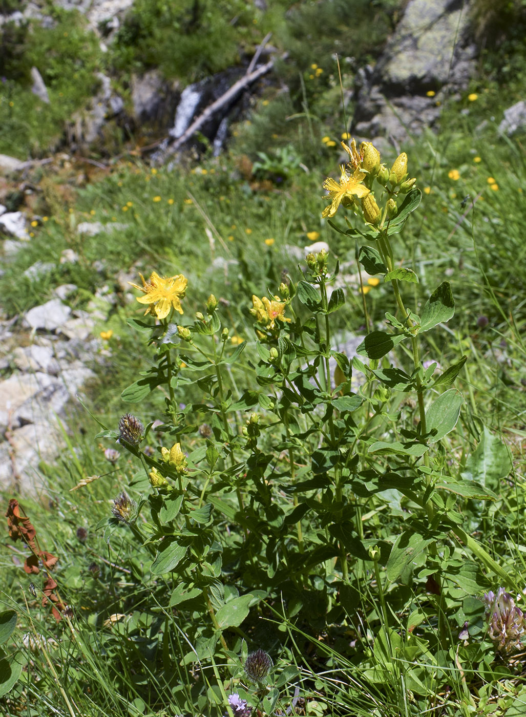 Изображение особи Hypericum maculatum.