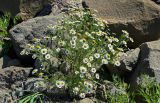 Tripleurospermum tetragonospermum