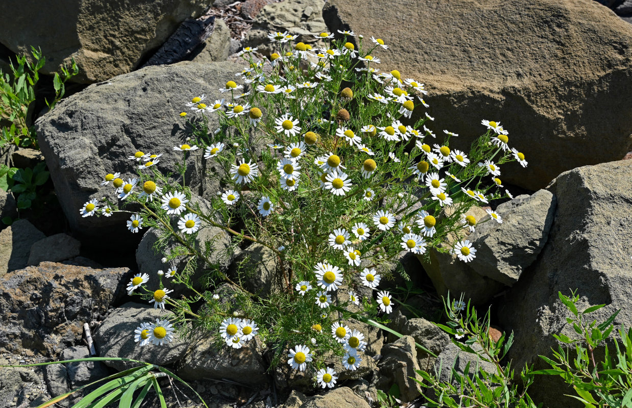 Image of Tripleurospermum tetragonospermum specimen.