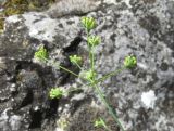 Bupleurum falcatum