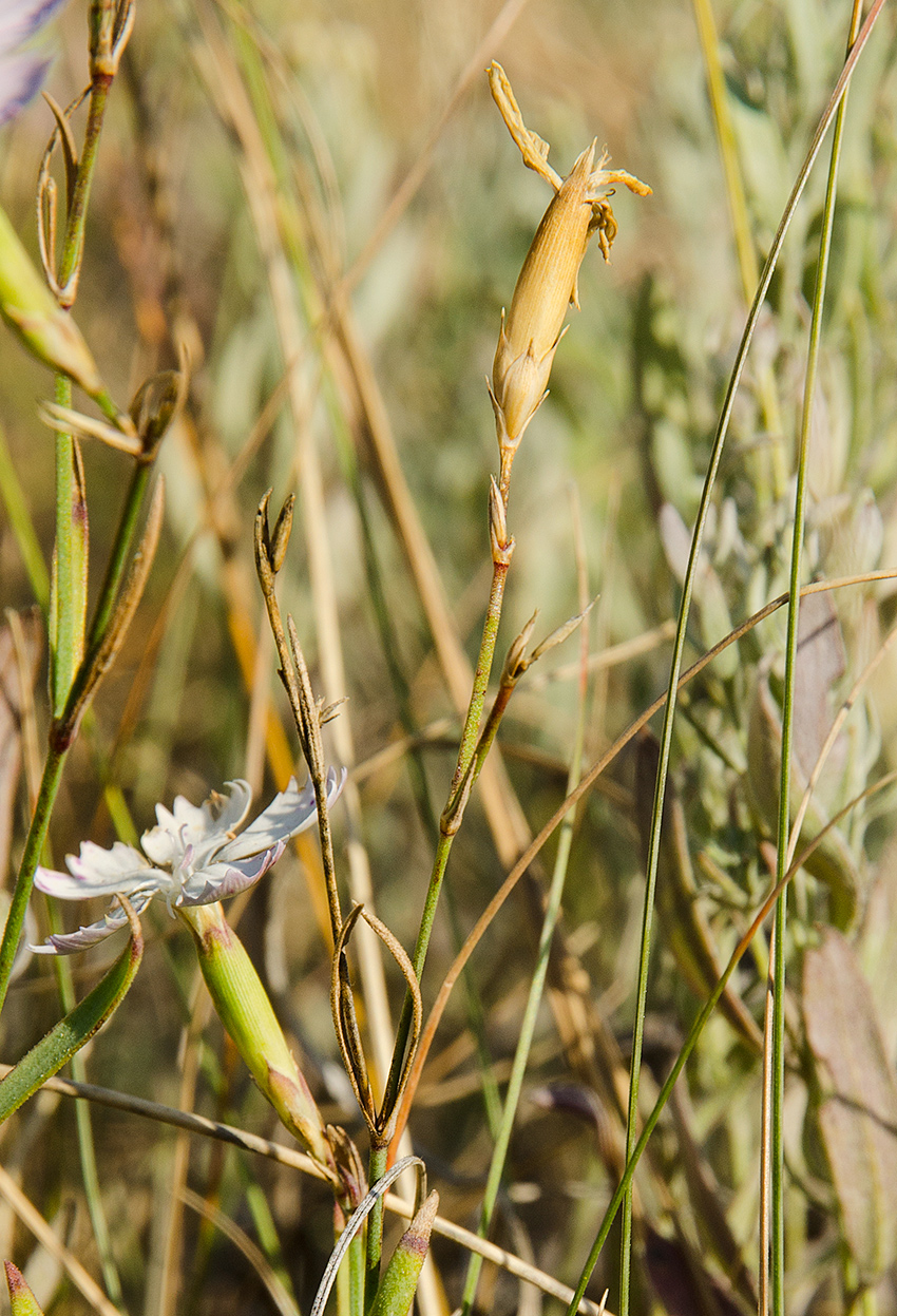 Image of Dianthus uralensis specimen.