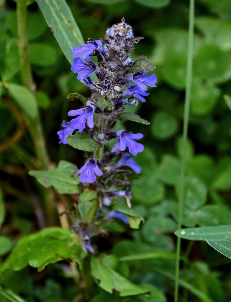 Image of Ajuga genevensis specimen.