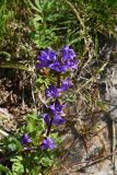 Campanula glomerata