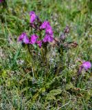 Pedicularis rhinanthoides