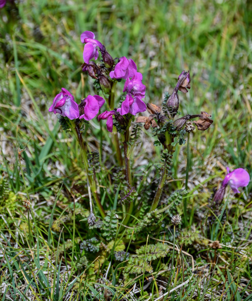 Изображение особи Pedicularis rhinanthoides.