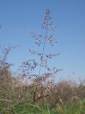 Calamagrostis canescens. Соцветие. Ульяновская обл., Мелекесский р-н, окр. с. Куликовка, заросшее озерцо среди поля. 10.06.2023.