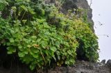 Ligusticum scoticum. Плодоносящие растения в сообществе с Juniperus и Adenophora. Сахалин, Макаровский гор. округ, бухта Тихая, на скале. 16.08.2022.