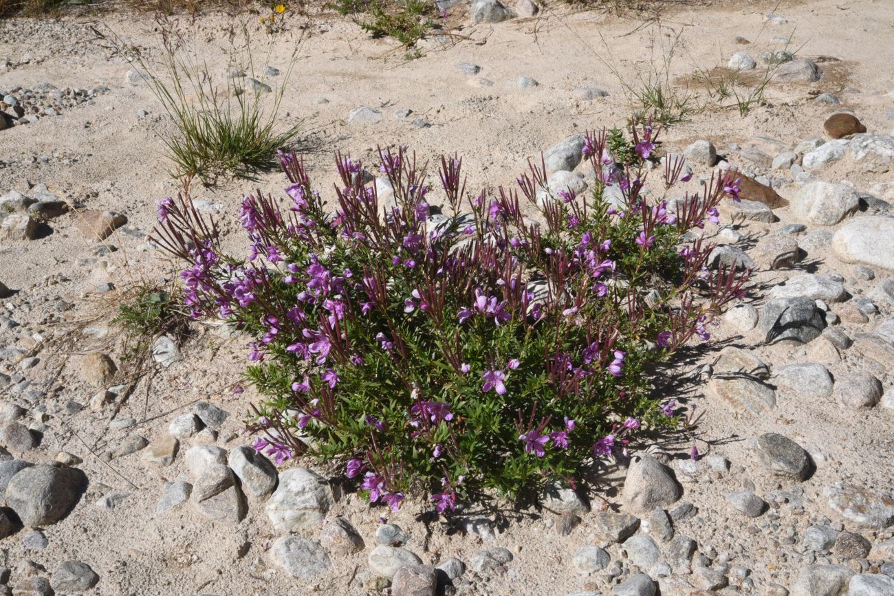 Image of Chamaenerion colchicum specimen.