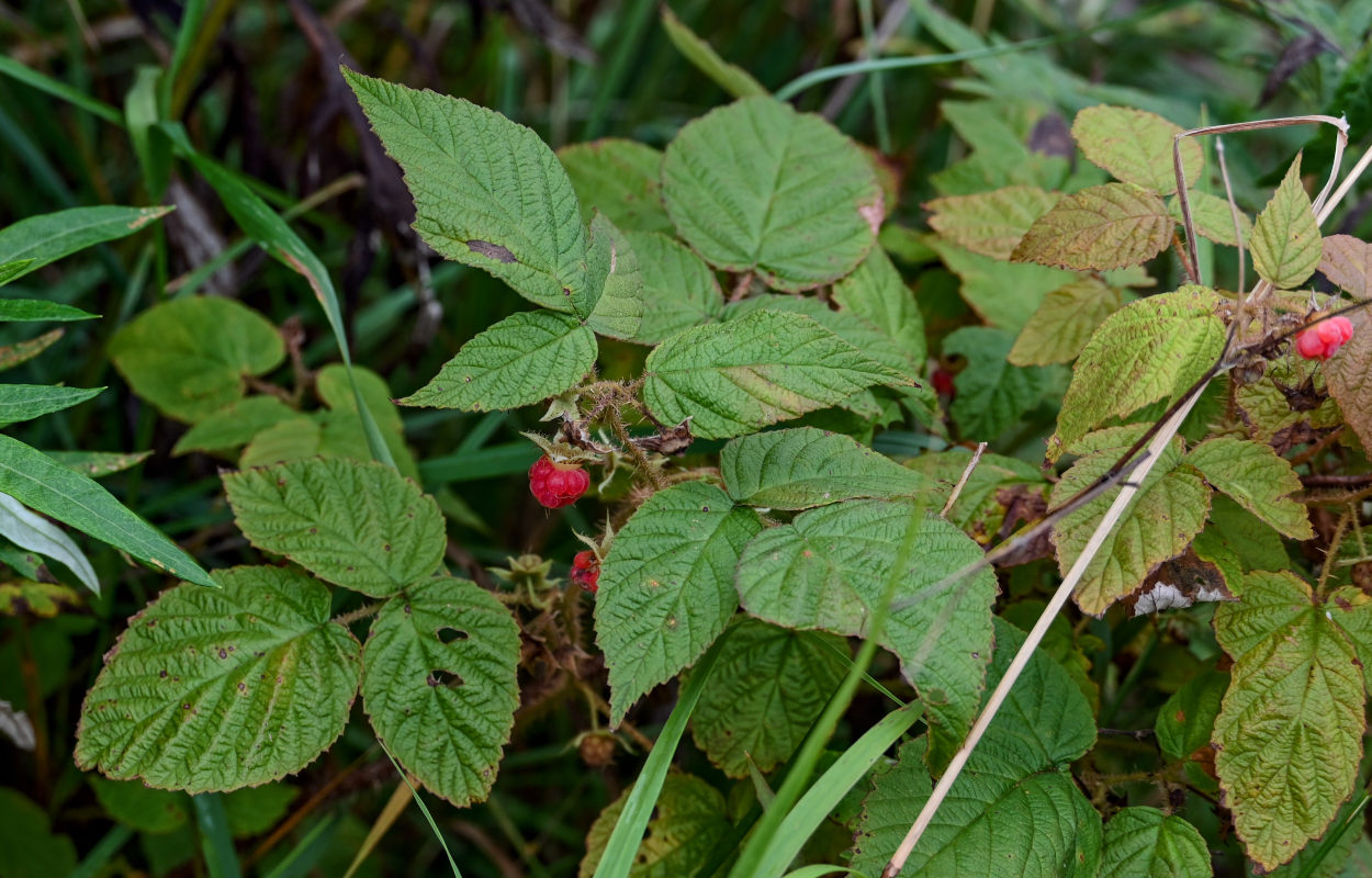 Image of Rubus matsumuranus specimen.